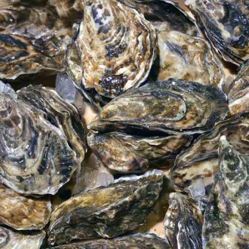 Canning Oysters